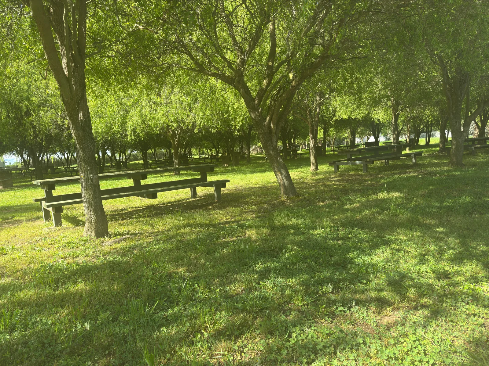 Mesas de picnic y áreas verdes bajo los sauces del parque