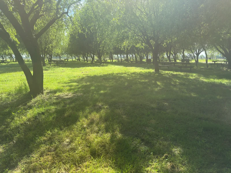 Luz del sol entre los sauces y el césped del parque